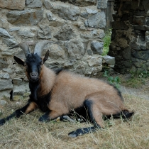 Helfenburk u Bavorova