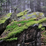 Mechové kámeny v lese na Hradišti u Libětic