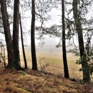 Hradiště u Libětic - výhled z lesa na pole