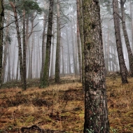Hradiště u Libětic - mlžný zimní les