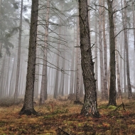 Hradiště u Libětic - mlžný zimní les