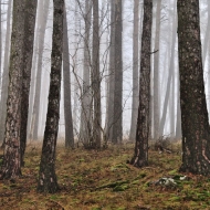 Mlžný zimní les
