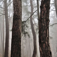 Hradiště u Libětic - tančící strom