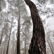 Hradiště u Libětic - tančící strom