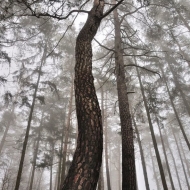 Hradiště u Libětic - tančící strom