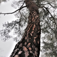 Hradiště u Libětic - tančící strom