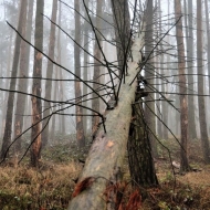 Hradiště u Libětic - mlžný les a padlý strom