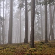 Mlžný les