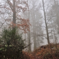 Libětice - pozůstatky hradiště na vrcholu