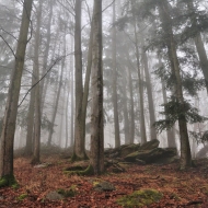Libětice - pozůstatky hradiště na vrcholu