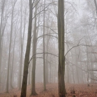 Mlžný les