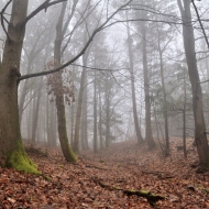 Libětice - pozůstatky hradiště na vrcholu