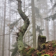 Zkroucený strom v mlžném lese