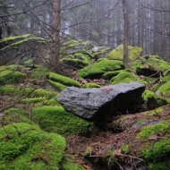 Mechové kámeny v lese na Hradišti u Libětic