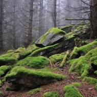 Mechové kámeny v lese na Hradišti u Libětic