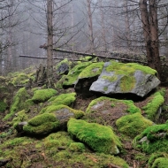 Mechové kámeny v lese na Hradišti u Libětic