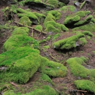 Mechové kámeny v lese na Hradišti u Libětic