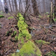 Padlý kmen porostlý mechem