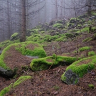 Mechové kámeny v lese na Hradišti u Libětic