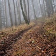 Cesta mlžným lesem