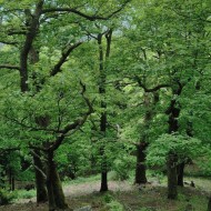 Brdy - Hřebeny - oppidum Hradec