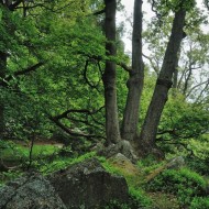 Brdy - Hřebeny - oppidum Hradec