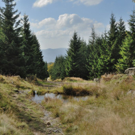 jizerske-hory_smrk_01