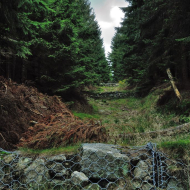 jizerske-hory_smrk_02