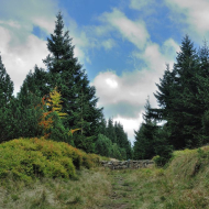 jizerske-hory_smrk_03