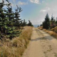 jizerske-hory_smrk_04