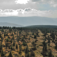 jizerske-hory_smrk_05