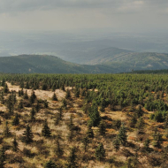 jizerske-hory_smrk_06