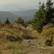 jizerske-hory_smrk_07