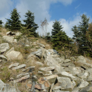 jizerske-hory_smrk_09