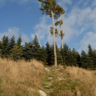 jizerske-hory_smrk_10