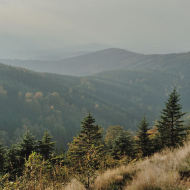 jizerske-hory_smrk_11