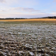 Zmrzlá pastvina u Kačerovských rybníků