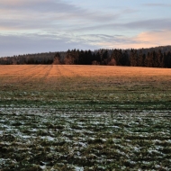 Zmrzlá pastvina u Kačerovských rybníků