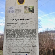 burg-korse_20