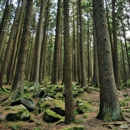 novohradske-hory-kravi-hora_23