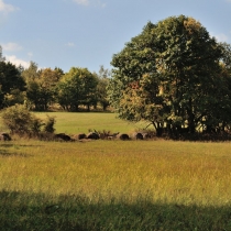 Krkonoše - Rýchory -Cestou na Dvorský les