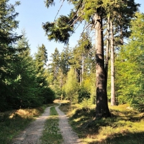 Krkonoše - Rýchory -Cestou na Dvorský les