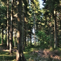 Krkonoše - Rýchory -Cestou na Dvorský les