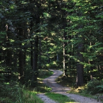 Krkonoše - Rýchory -Cestou na Dvorský les
