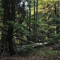 Krkonoše - Rýchory -Cestou na Dvorský les