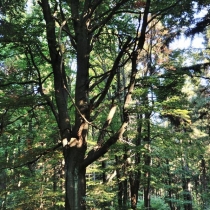 Krkonoše - Rýchory -Cestou na Dvorský les