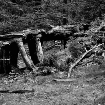 Krkonoše - Rýchory -Rýchorský prales