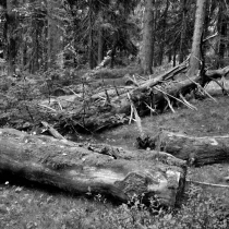 Krkonoše - Rýchory -Rýchorský prales