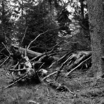 Krkonoše - Rýchory -Rýchorský prales