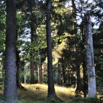 Krkonoše - Rýchory -Rýchorský prales